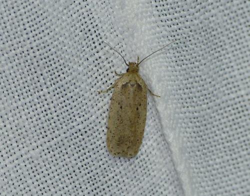 Réf. 196 503 : Agonopterix sp.